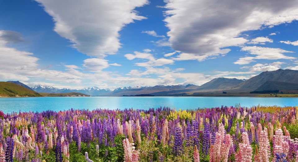 explore tekapo STAAH