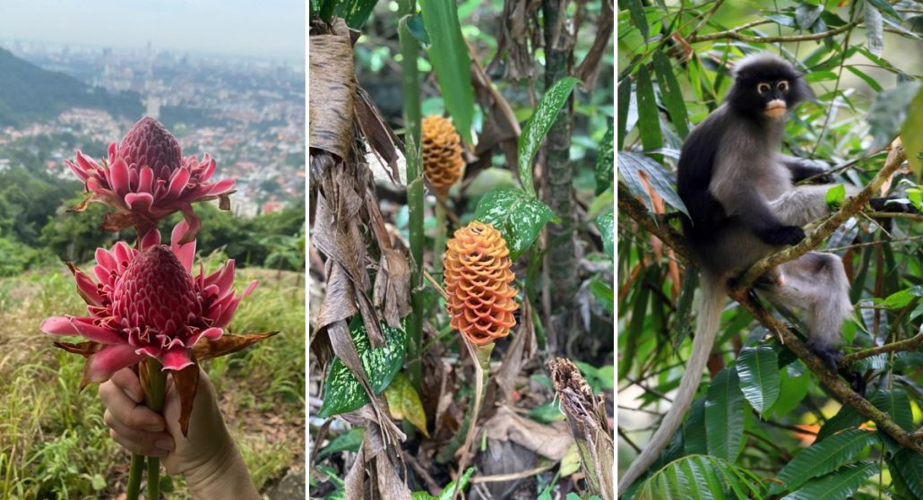 10 reasons Penang 9